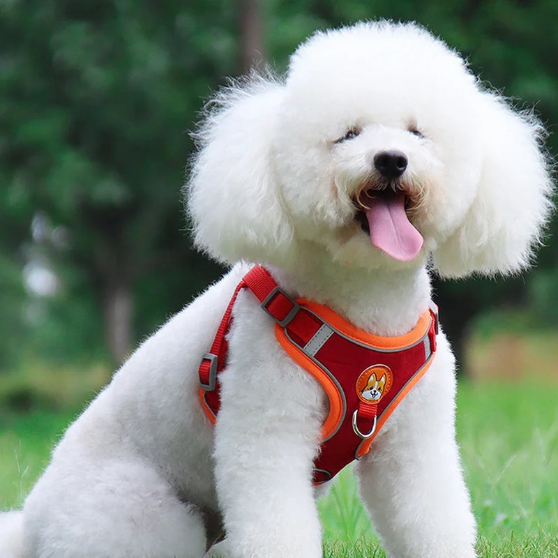 Conjunto de Guia e Peitoral Ajustável para Cães Pequenos e Médios